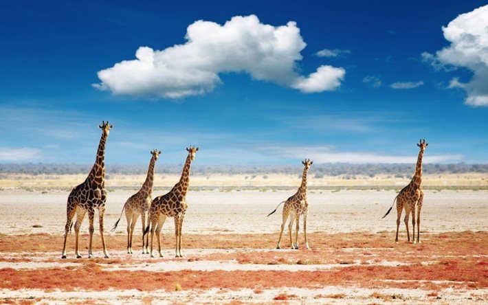 vackra giraffer, giraff, safari, molnet