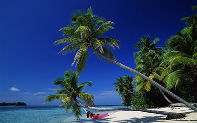 palmu, rannikko, puu riippumatto, trooppinen saari, palma, riippumatto, tropiikki, hiekka