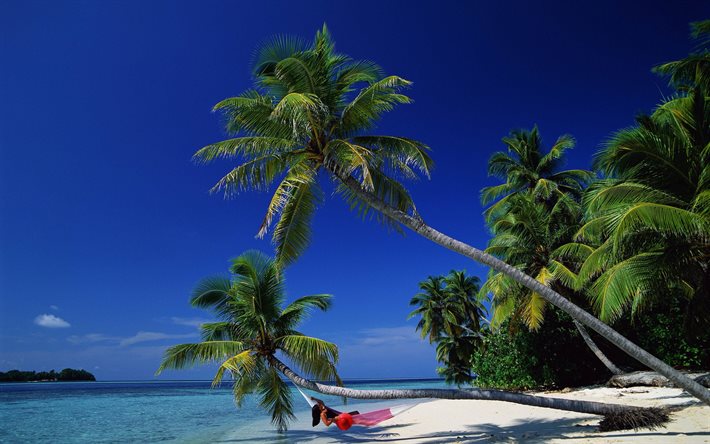 palm, costa, rede de árvore, ilha tropical, palma, rede, trópicos, areia