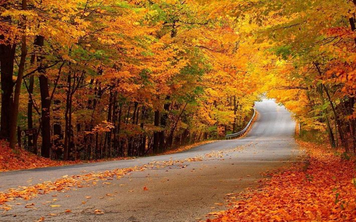 forest, tree, landscape, fall, autumn, trees, nature, highway, leaves