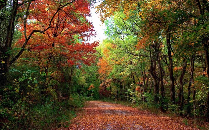trees, road, forest, autumn, landscape