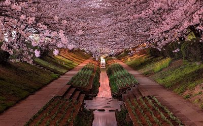 चेरी बाग, जापान, सौंदर्य, योकोहामा, चेरी खिलना