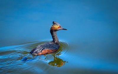 colors, bird, water, the plumage, nature