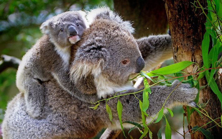 animales, marsupiales oso, animal, bebé, koala, australia