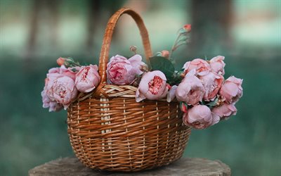 cesta com rosas, lindas flores cor de rosa, rosas, cesta de vime, flores em uma cesta, rosas cor de rosa