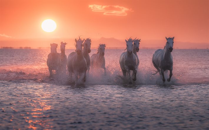 cavalli bianchi, sera, tramonto, cavalli in corsa, mandria di cavalli, paesaggio marino, cavalli che corrono sull'acqua, cavalli, fauna selvatica