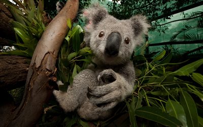 koala, söpöt karhunpennut, koala oksalla, eukalyptus, söpöjä eläimiä, pieni koala, australia