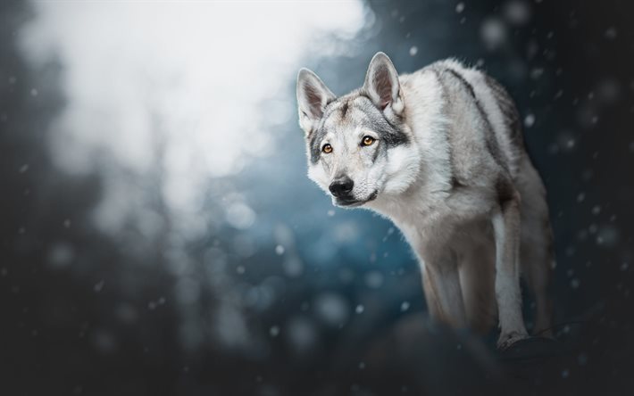Wolfdog, 森林, ボケ, ペット, 犬, 野生動物, Wolfdog犬