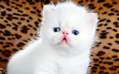 bianco soffice gattino, gatto esotico, occhi azzurri, simpatico gatto bianco