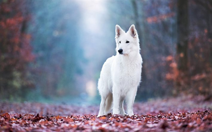 sveitsinpaimenkoira, syksy, metsä, koirat, valkoinen koira, berger blanc suisse, lemmikit, valkoinen paimenkoira, valkoinen sveitsinpaimenkoira