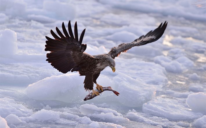 águila calva, invierno, nieve, Alaska, aves rapaces, el águila de pesca, aves, estados UNIDOS
