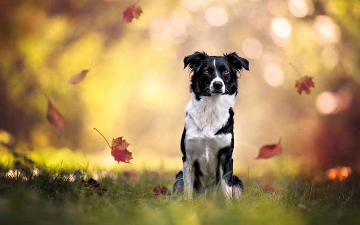 border collie noir et blanc, chien, animaux familiers, automne, bons chiens, des animaux mignons