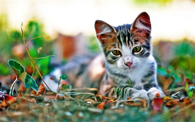猫描画, HDR, 芝生, ボケ, 夏, かわいい動物たち, 猫, ペット