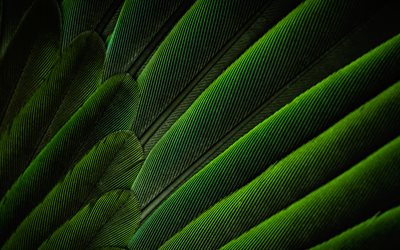 piume verdi, macro, trame di piume, sfondo con piume, modelli di piume, piume, piume 3d, texture naturali, sfondi verdi