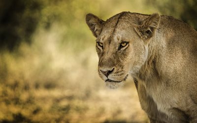 lions, wildlife, lioness, predator, blur, Africa