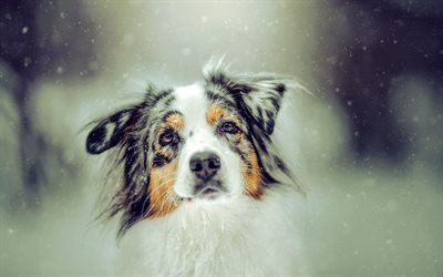 Australian Shepherd, Aussie, winter, snow, cute animals, dogs, pets, cute dogs