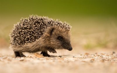 hedgehog, macro, bokeh, cute animals, hedgehogs, pictures with hedgehog, Erinaceinae, funny animals