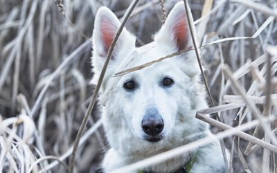 berger blanc suisse, l'hiver, animaux domestiques, chiens, chien blanc, animaux mignons