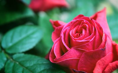 rose, bud, red rose, blurred