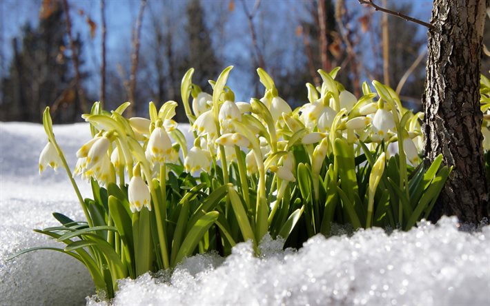 snow, forest spring, snowdrops, flowers