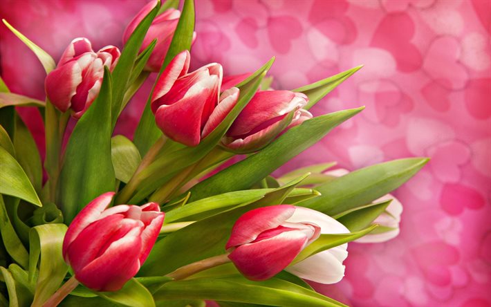 tulipes roses, des coeurs, le flou, le bouquet de tulipes