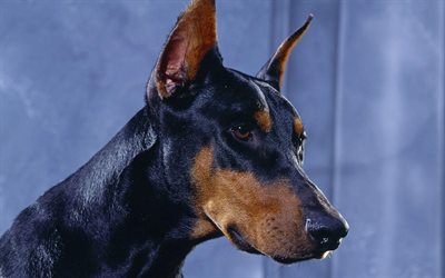 dobermann, cani, guerra-cane, un dobermann nero
