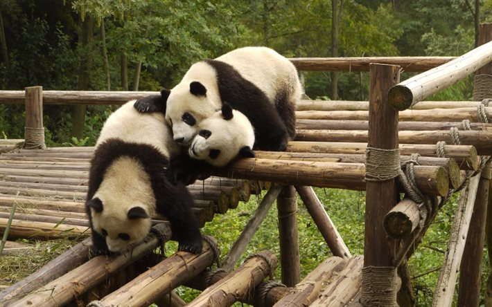 panda, jardim zoológico, ponte, saciar-se