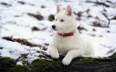 husky, cani, inverno, occhi blu, bianco husky