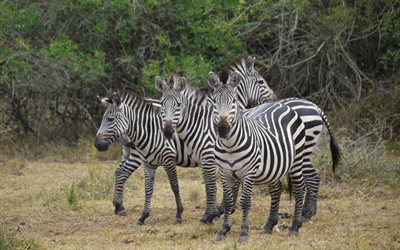 áfrica, zebra, savana