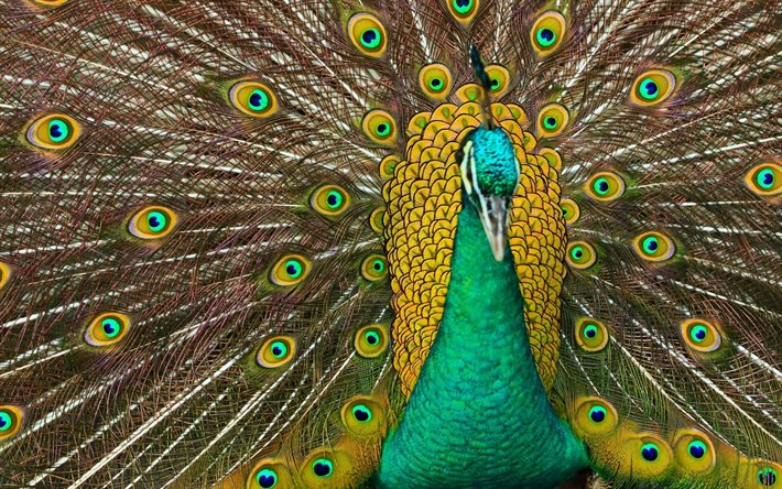 peacock feathers, peacock, beautiful bird, birds