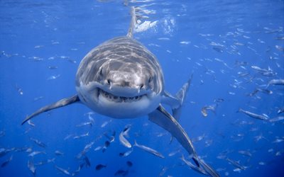 tiburón, bajo el agua, el mar, los peces, los tiburones