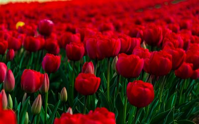 tulipas vermelhas, jardim, campo, borrão