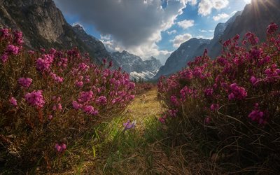 valle de krma, alpes julianos, tarde, puesta de sol, valle alpino, valle de montaña, flores rosas de montaña, alpes, eslovenia