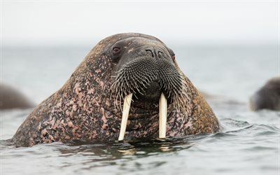 Walruses, mammals, North Pole, Svalbard, arctic ocean, marine animals, wildlife, ocean, walrus in water