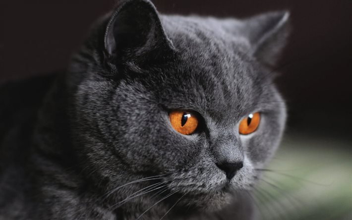 brittisk korthårig katt, grå katt, husdjur, kattögon, söta djur, katter, kattblick, smart katt, omtänksam katt