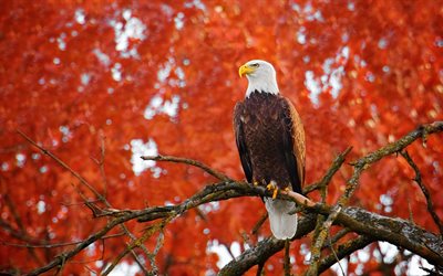 águia careca, ave de rapina, outono, folhas vermelhas, águia careca em um galho, símbolo americano, águia, símbolo dos eua, eua, américa do norte