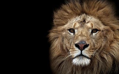 leão, predador, calma leão, gato selvagem, animais selvagens, leão em um fundo preto, leão olhar, áfrica, leões