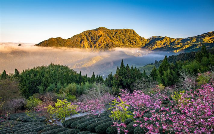 taiwan, 4k, montagne, nuvole, cime montuose, alberi del tè, nebbia, taiwanese, asia, bella natura