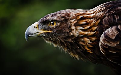 eagle, bokeh, wildlife, predators, True eagles, predatory birds, predatory look, eagles