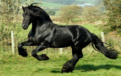 caballo negro, semental, galope, caballo corriendo, equus caballus, caballos
