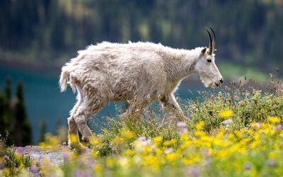 Mountain goat, white goat, mountains, yellow wildflowers, mountain animals, goats