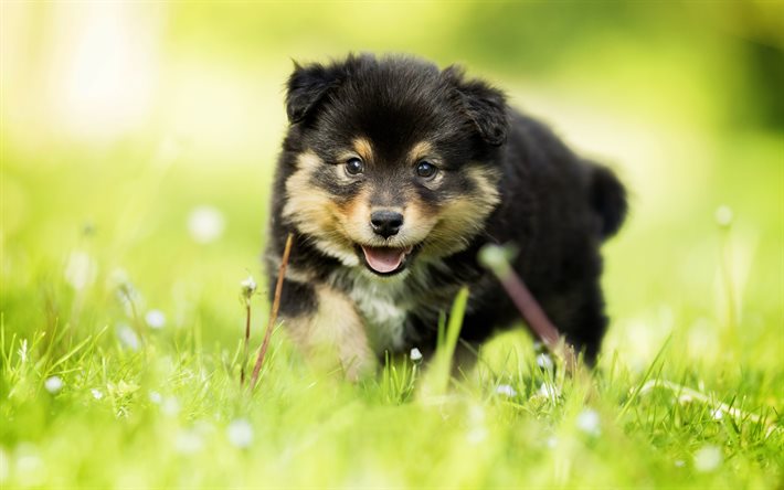 lapphund finlandês, gramado, animais engraçados, filhote de cachorro, animais fofos, lappphund, cachorros