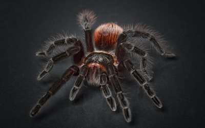 spindel, tarantula, närbild, araknofobi