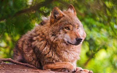 lobo, bosque, depredador, animales salvajes, fauna silvestre, lobos, lobo marrón