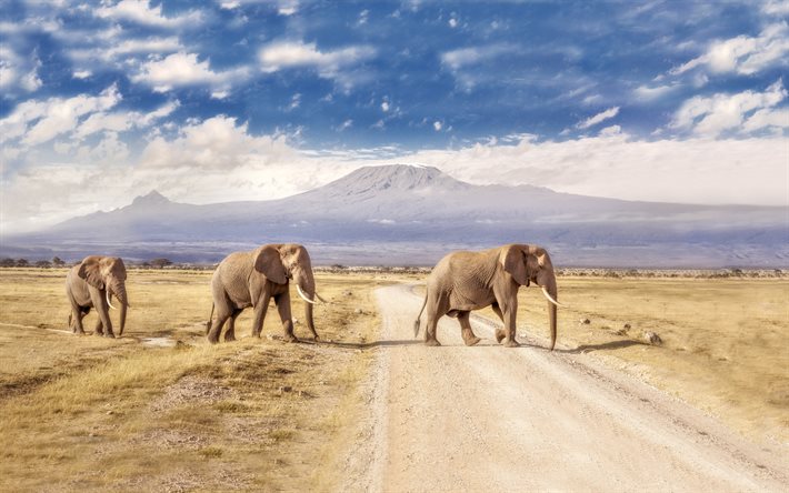 हाथी, सड़क, Amboseli राष्ट्रीय उद्यान, केन्या, अफ्रीका