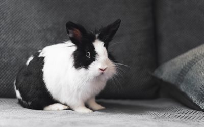 conejo blanco y negro, animales bonitos, mascotas, conejos, animales pequeños, conejo en el sofá