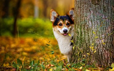 galler corgisi, sonbahar mevsimi, evcil hayvanlar, köpekler, ağacın arkasında korgi, tatlı hayvanlar, orman, corgi ile resim
