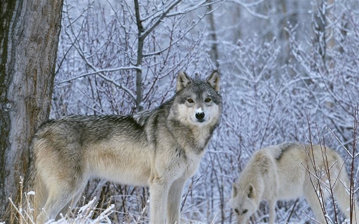 眺望, オオカミ, 壁紙狼, 冬, 雪