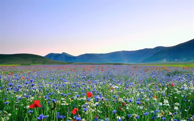 the sky, sky, maki, flowers, field, valley, chamomile, poppies, daisies
