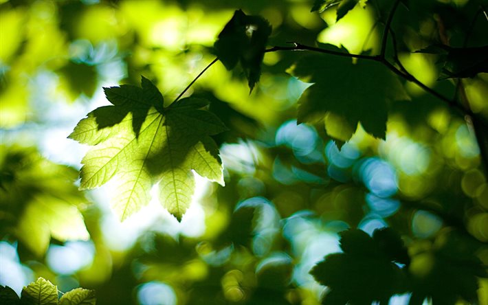 follaje, fondo de pantalla de verano, bosque, árboles, día, hojas